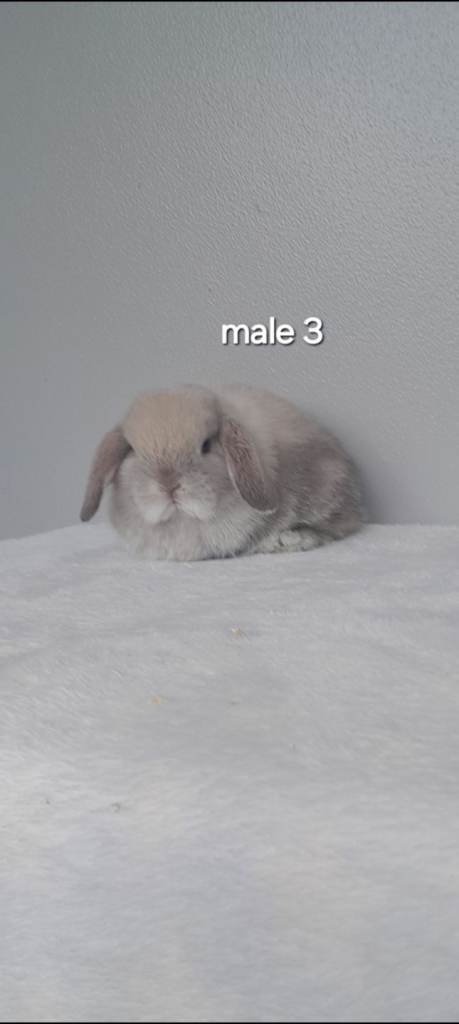 Purebred mini lop rabbits 