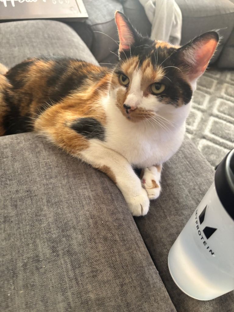 Beautiful Affectionate Calico Cat Looking for a Loving Home