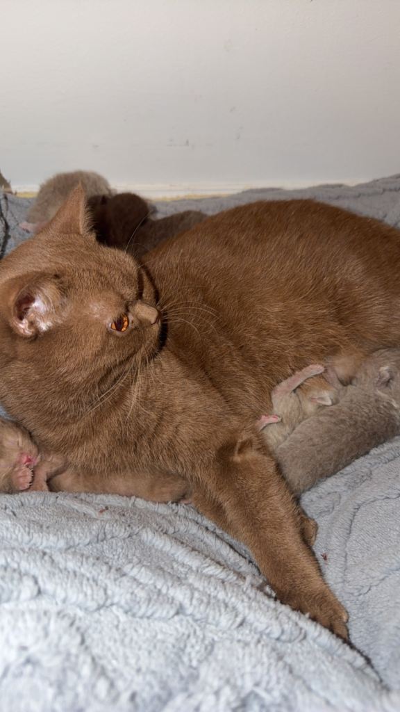 6 Pure British Shorthair Kittens – Ready to Reserve