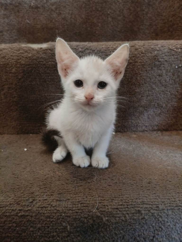 Kittens 