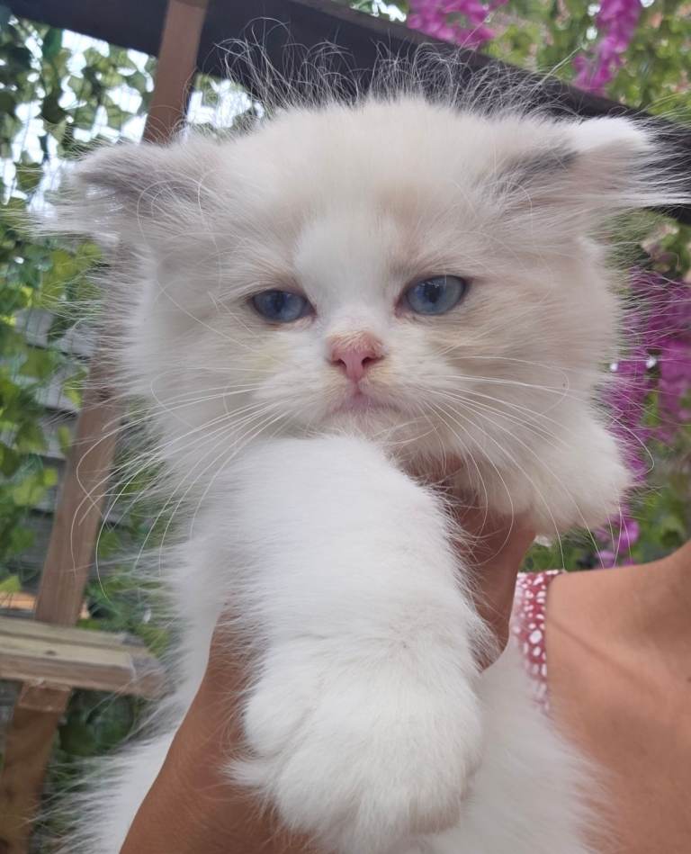 Persian x Ragdoll girls