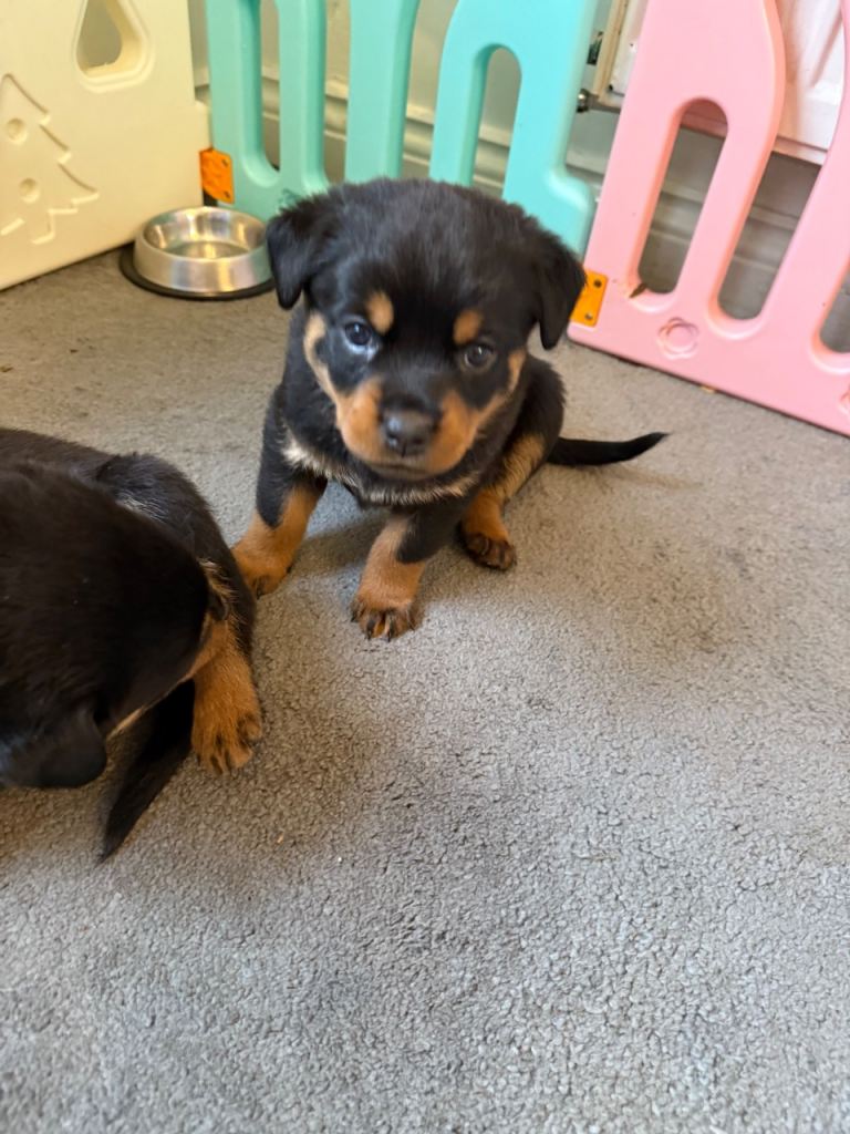 Chunky Rottweiler puppies 