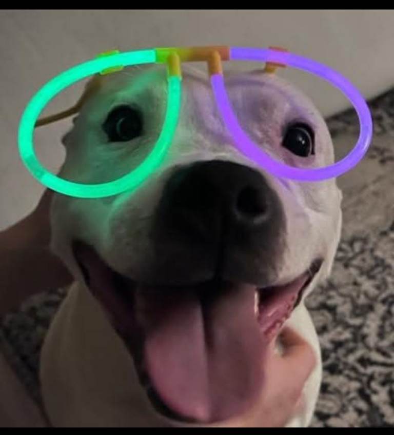 Male 11 year old Staffie