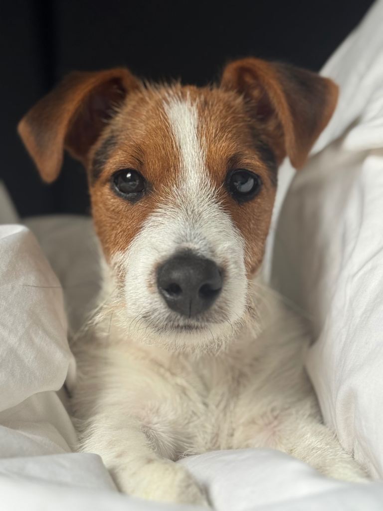 Jack Russell 