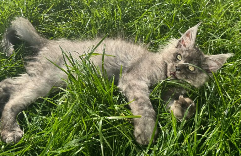 XL Maine Coon Russian Boys