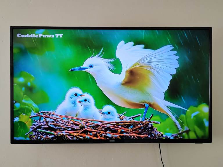 Philips 55" TV + TV mount