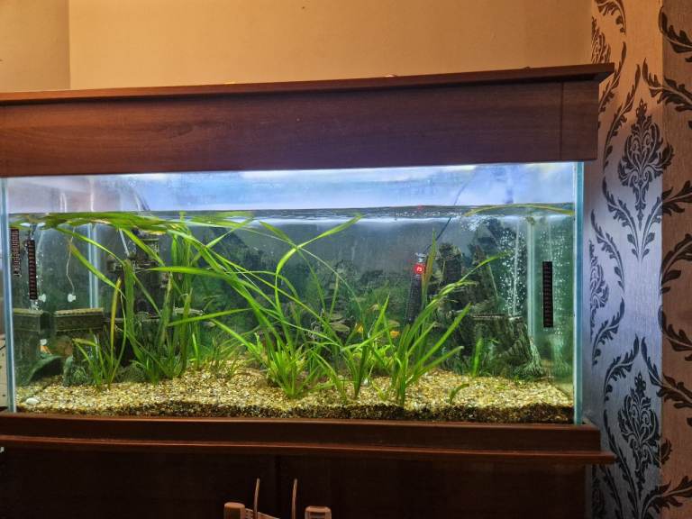 Fish tank 