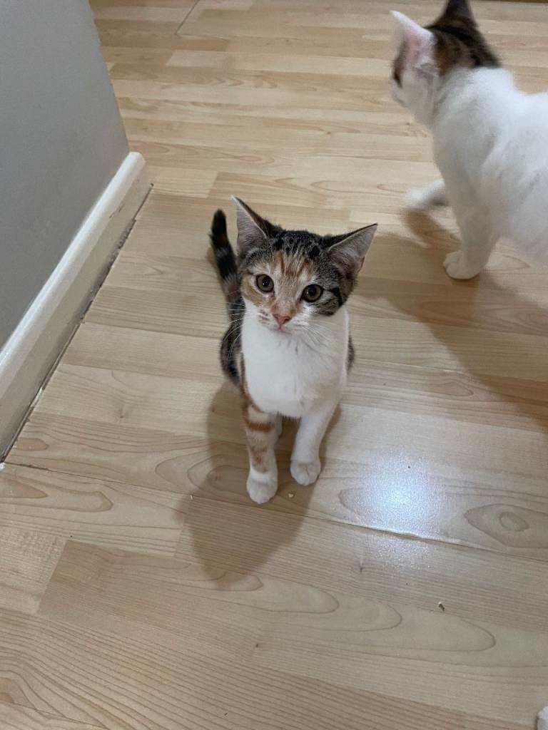 Kittens