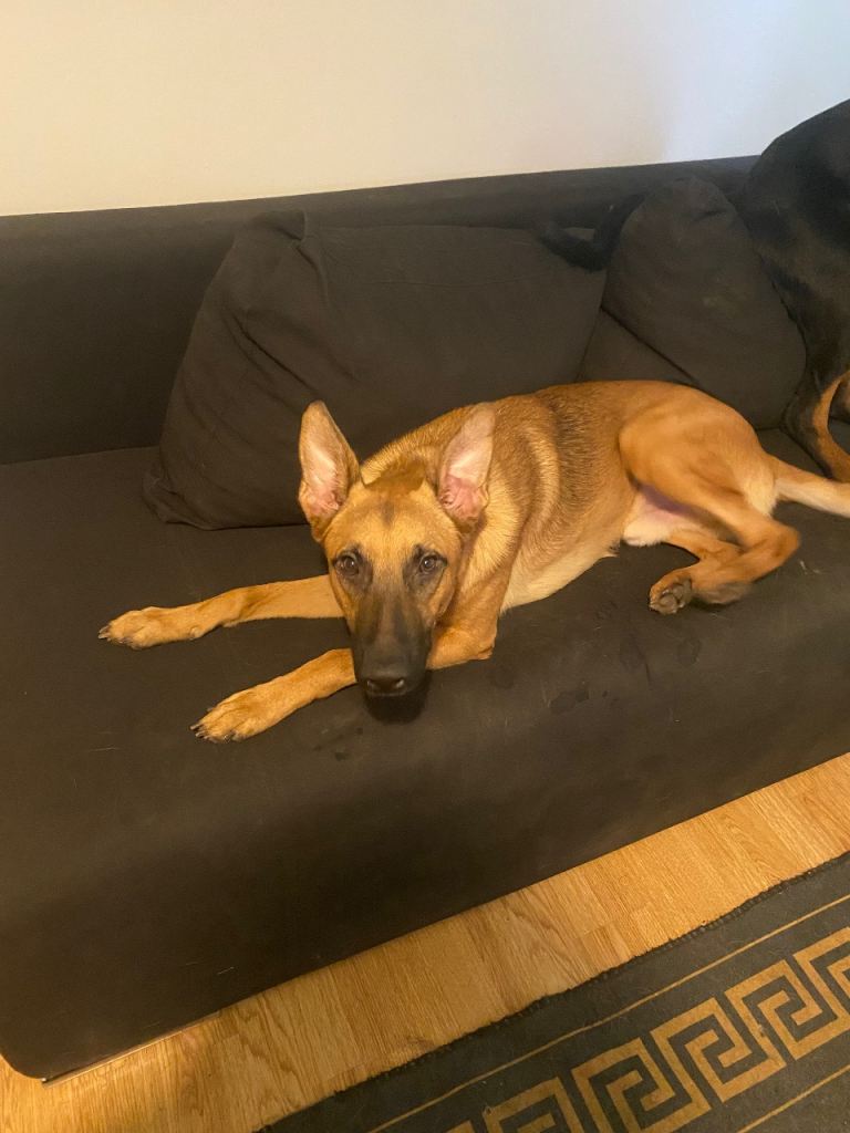 German Shepherd Puppy