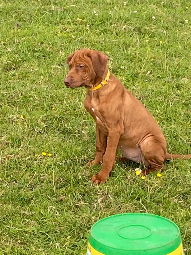 KC reg Rhodesian Ridgeback puppy