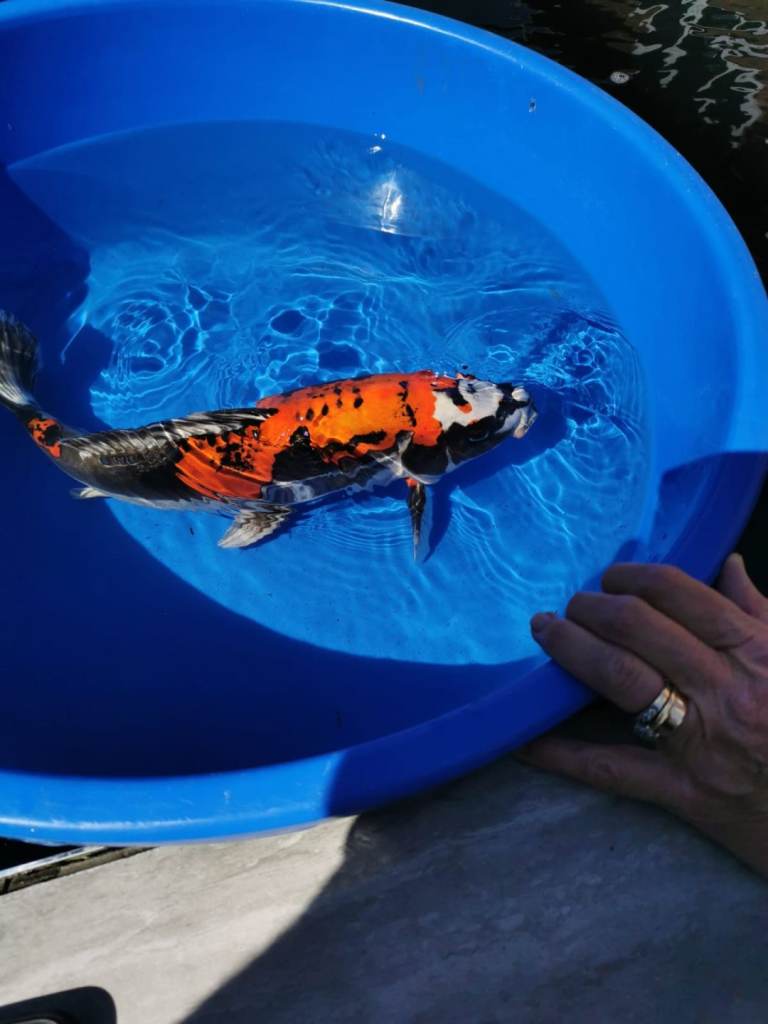 new High Grade Koi Carp 10/7/2026