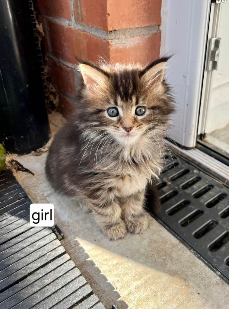 Maincoon kittens available 29th july
