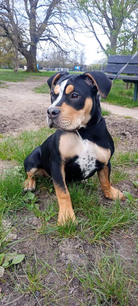 Bali,,  looking for a loving home