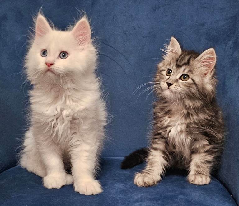 2 Maine Coon kittens 