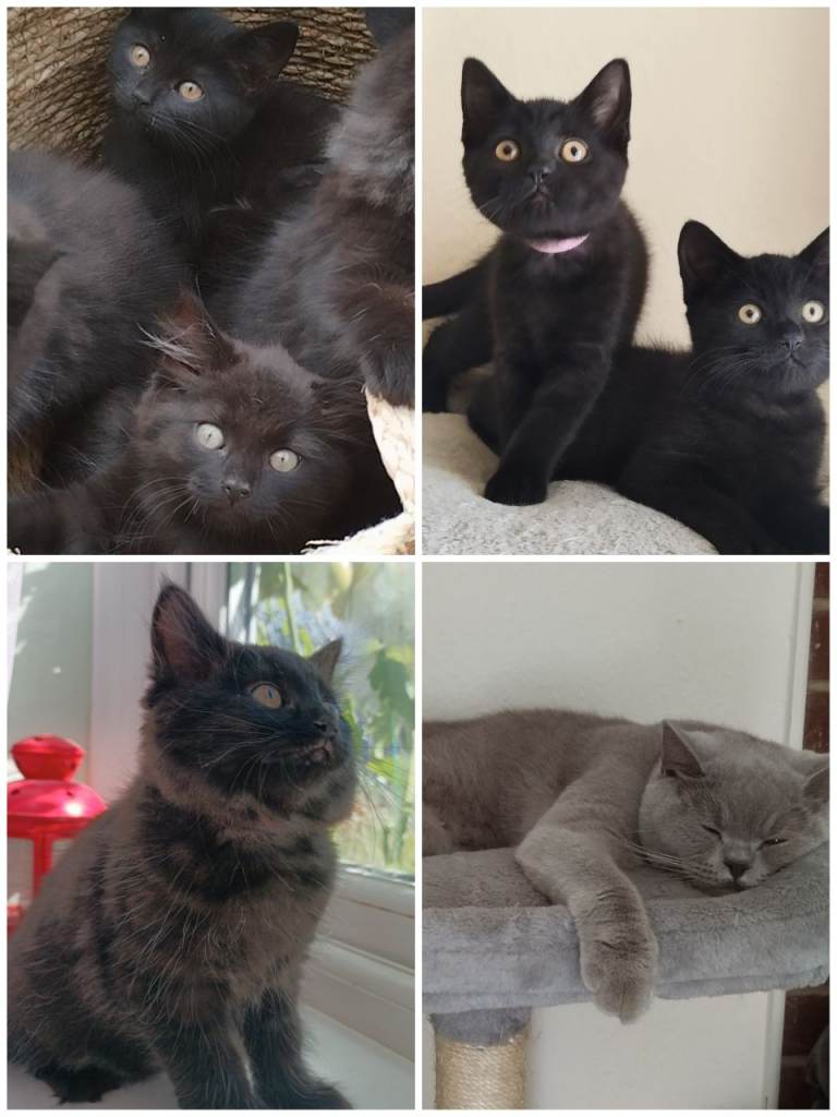 Fluffy & Shorthair British x Siberian Kittens