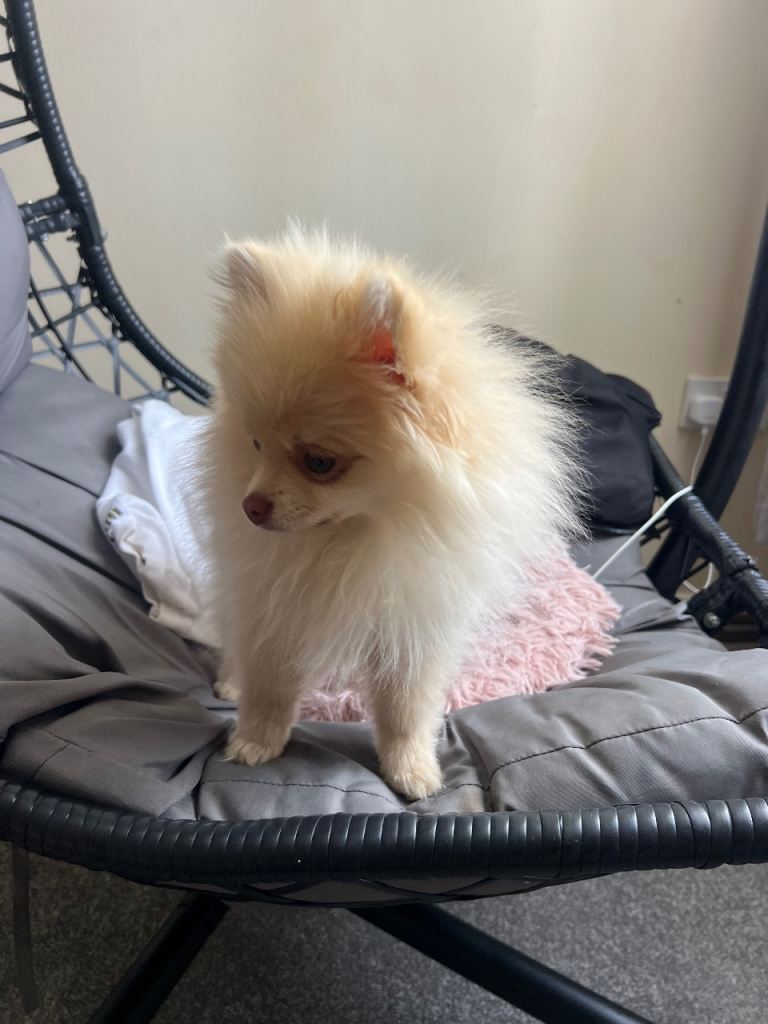 Pomerainian Pure Bred 