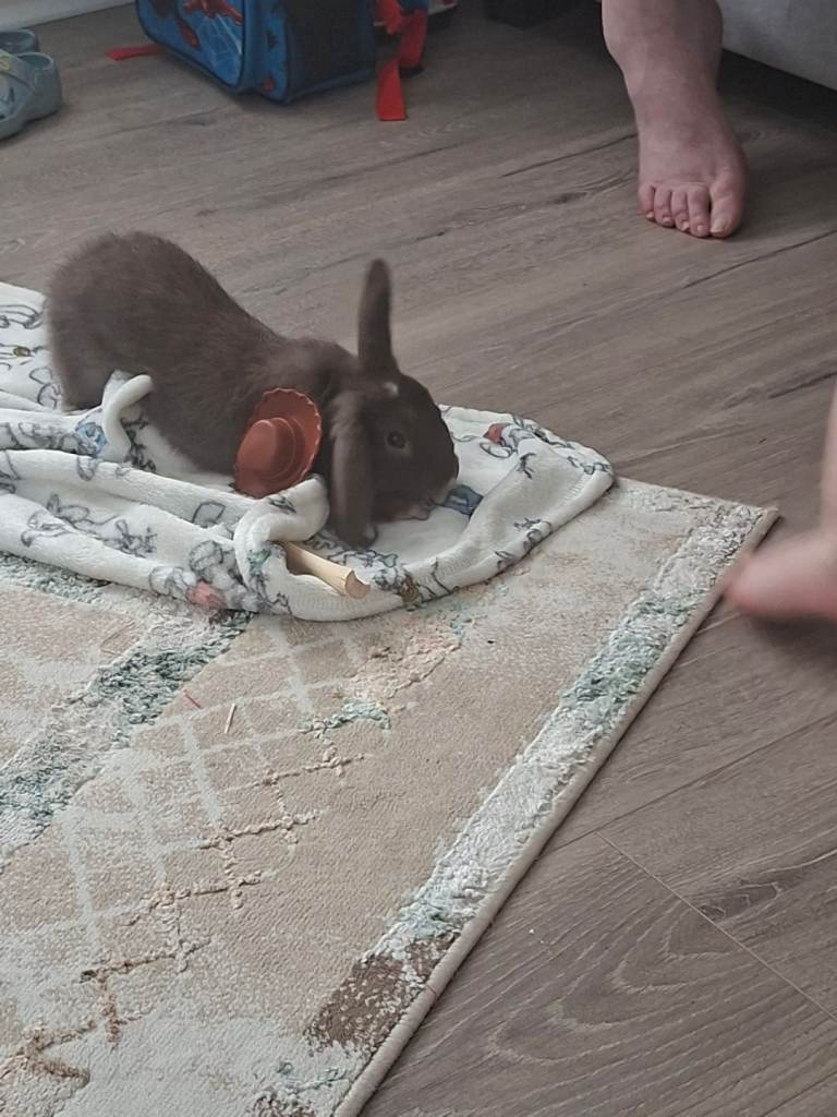 11 weeks old Dwarf netherland bunny with cage food etc