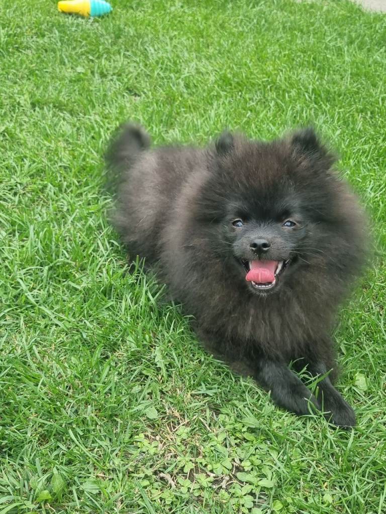 Pomeranian boy 