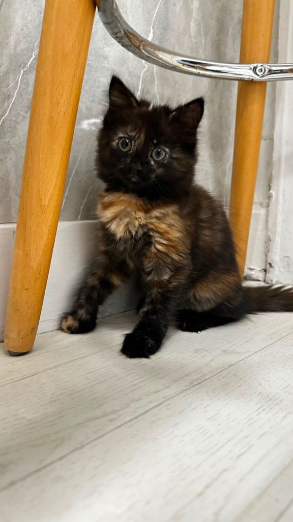 Domestic long hair and tabby cat mixes, boy and girl