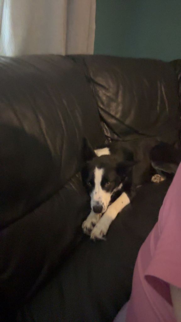 Collie dog full breed 