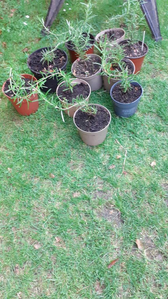 Rosemary (herb) plants. X 10. £1 each.