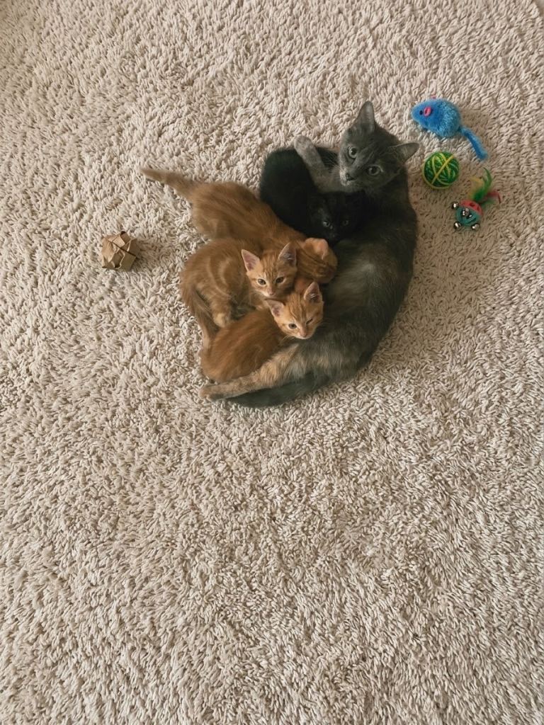 Beautiful male kittens