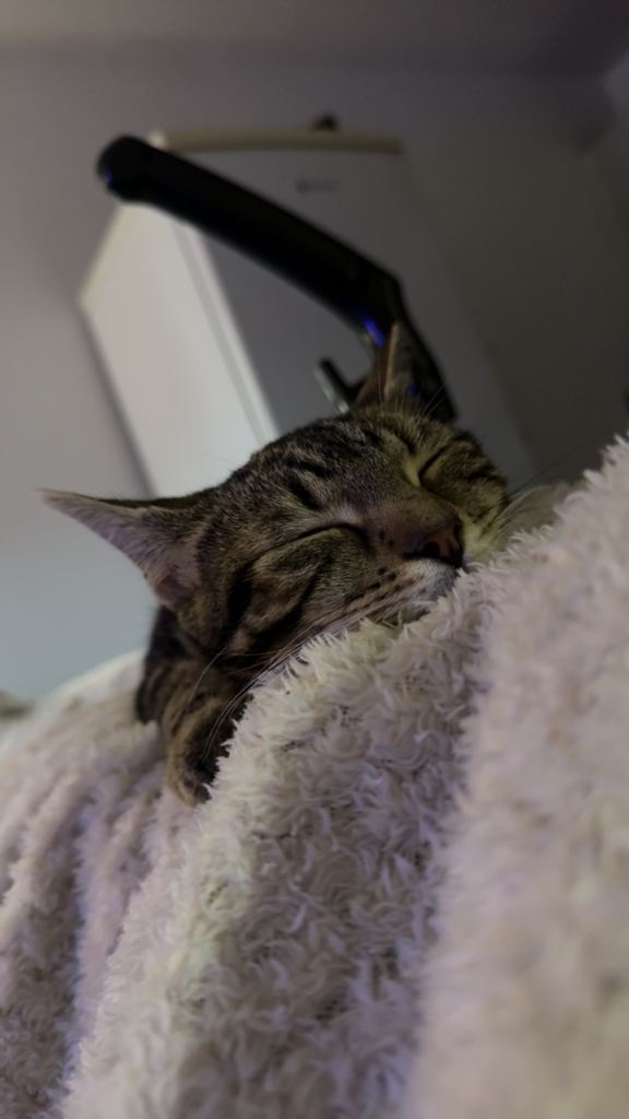 8 month kitten x