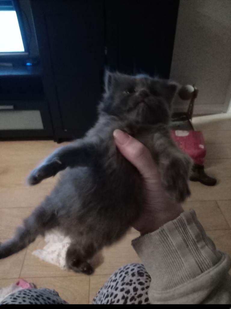 2 kittens available 