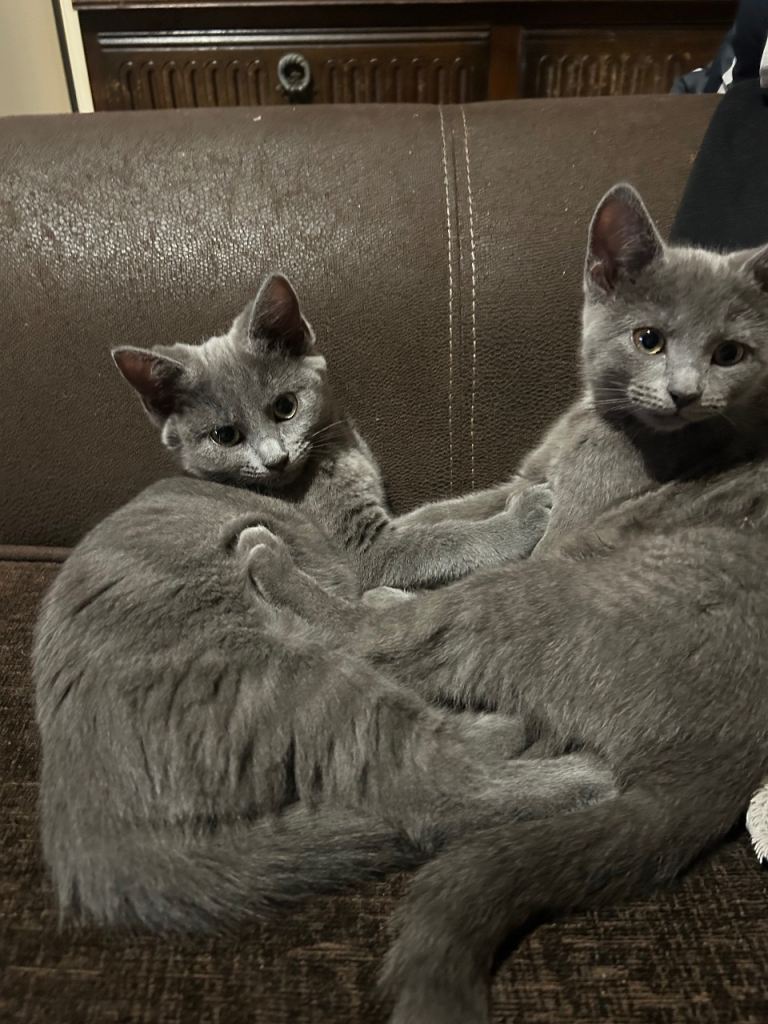 Two 15 week old female kittens and cat tree