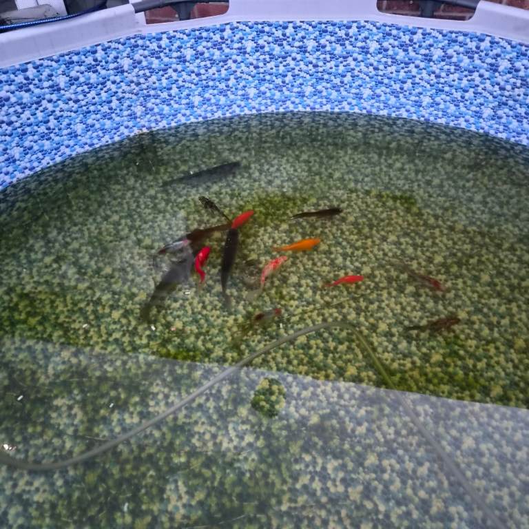 FREE Grass carp & Gold fish fancy fish 