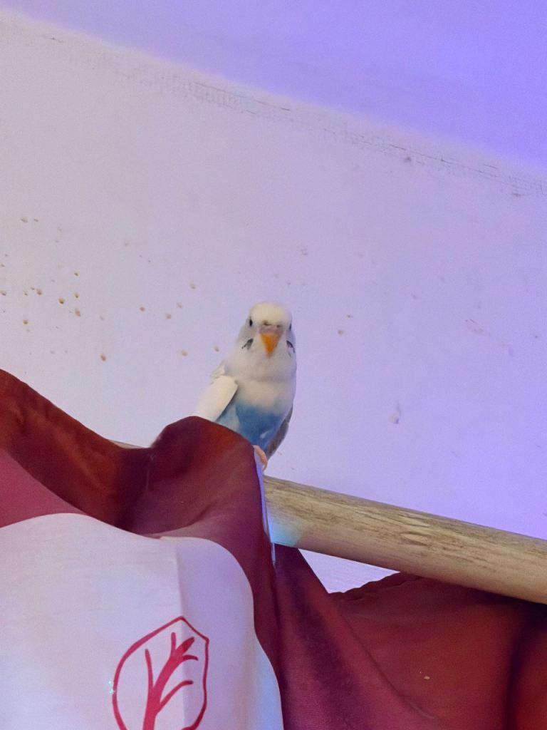 White and light blue Budgie with cage