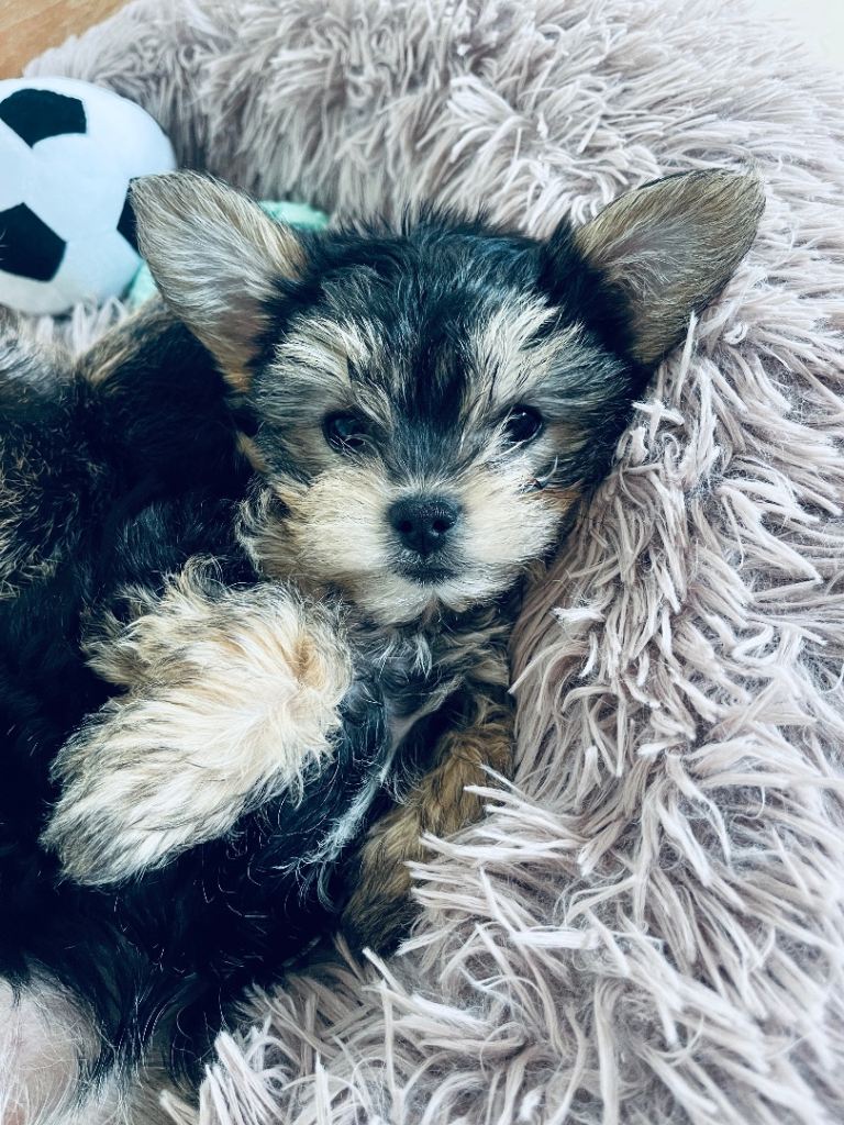 12 week old Yorkies looking for their loving home 