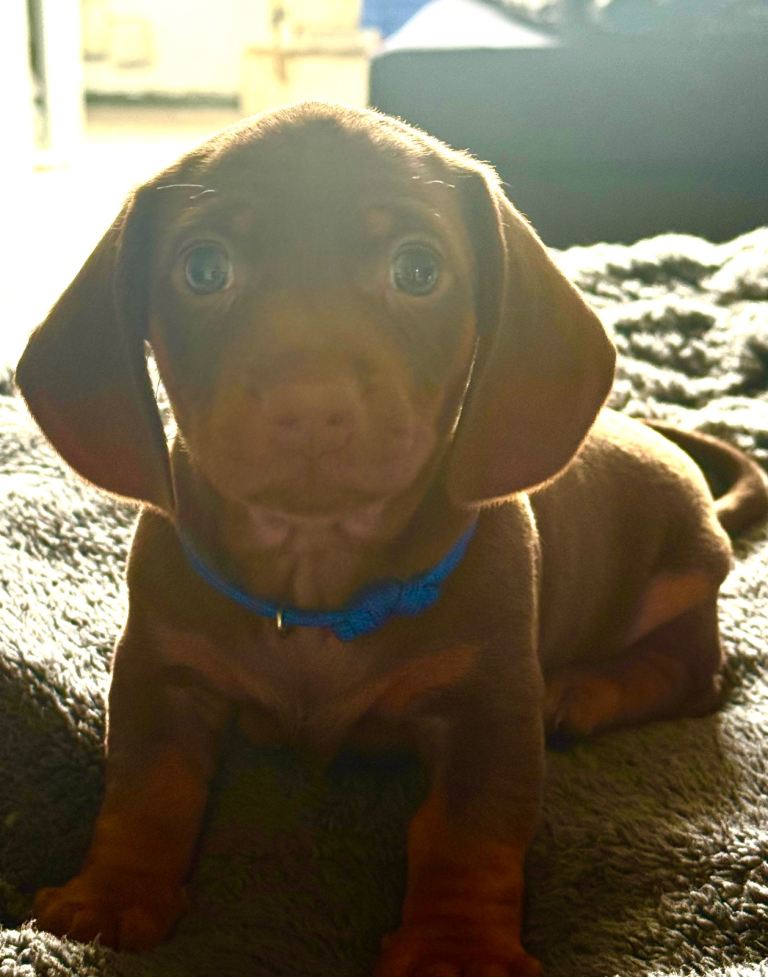 Dachshund puppys