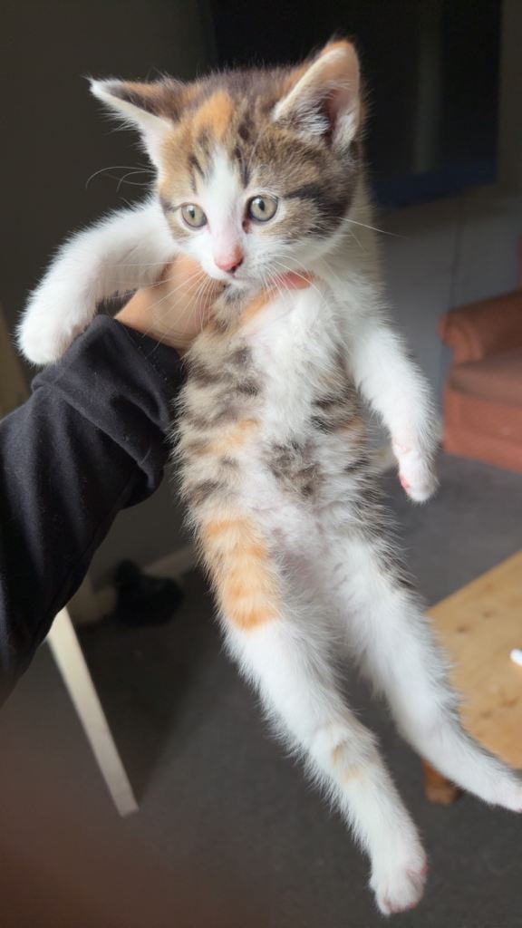 4 Beautiful Kittens Ready for New Homes (10 Weeks Old)