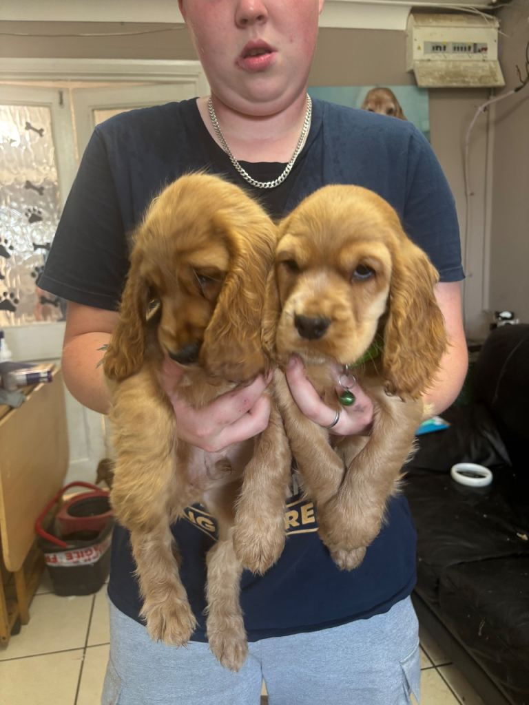 Stunning English cocker spaniel puppies Health tested parents READY NOW