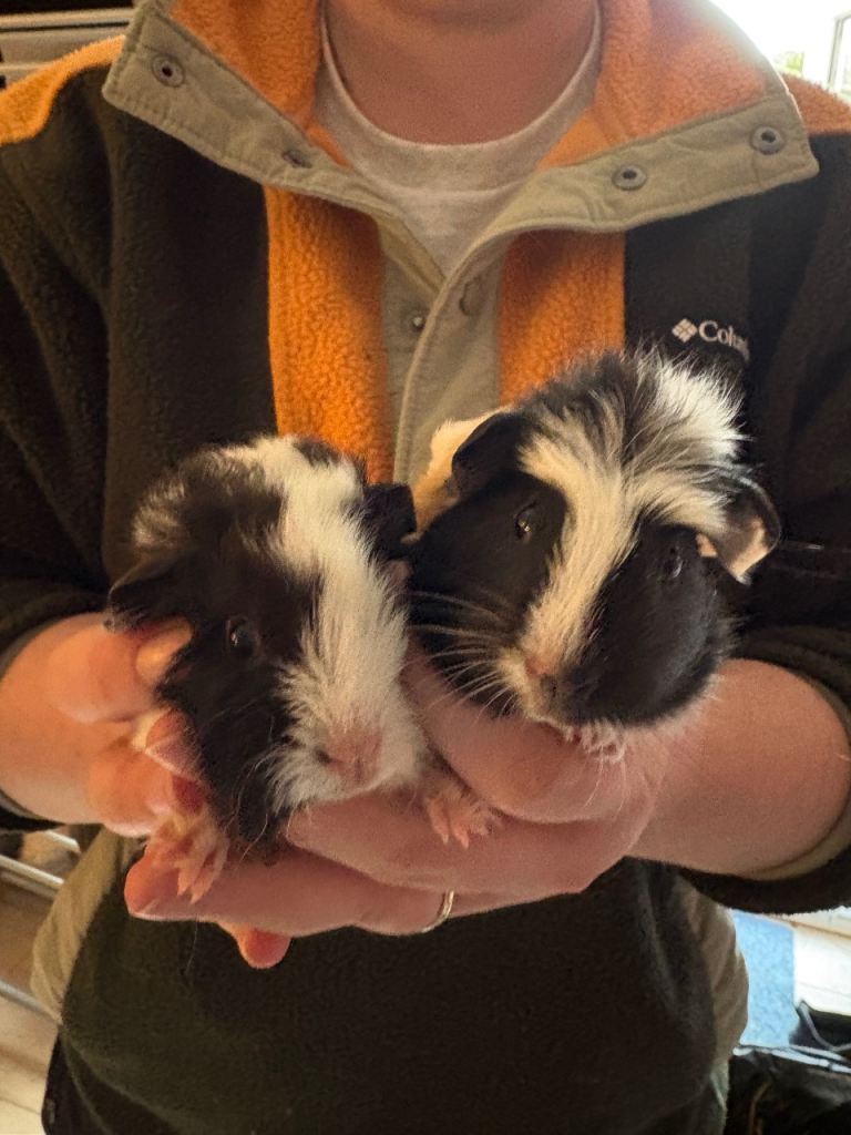 Guinea Pigs
