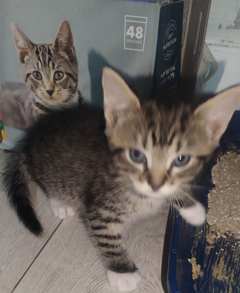 Kittens boys and girls