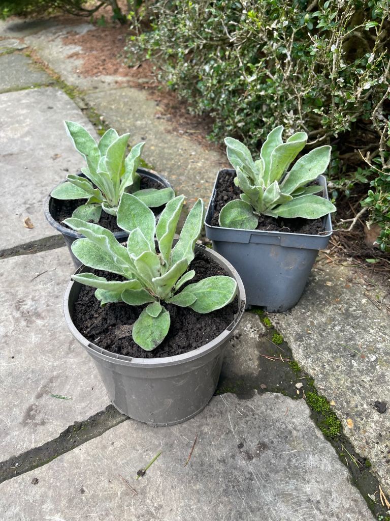 Garden plants – Rose Campion, £4 or 3 for £10. Chichester