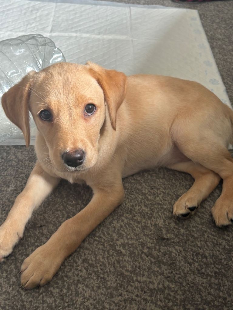 Labrador Puppy