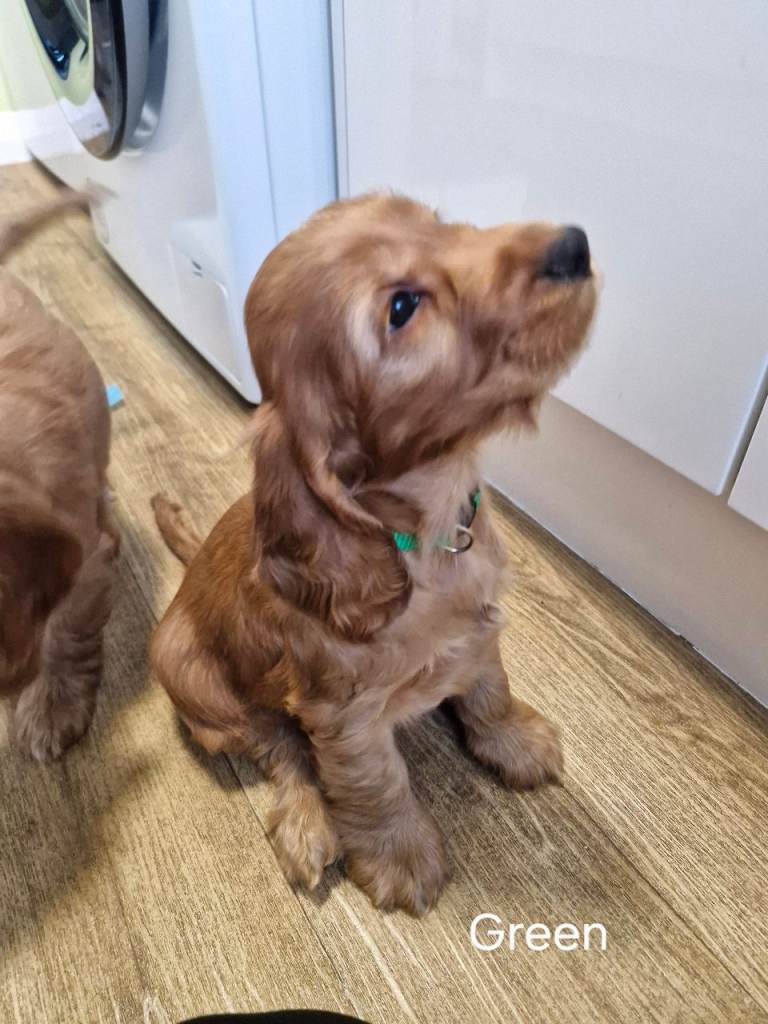 Show Type Cocker Spaniels Puppies