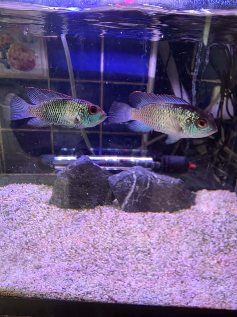 electric blue accara