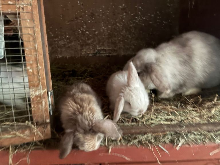 6 beautiful mini lop babies 