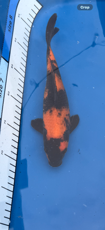 High quality Japanese koi under a year old 