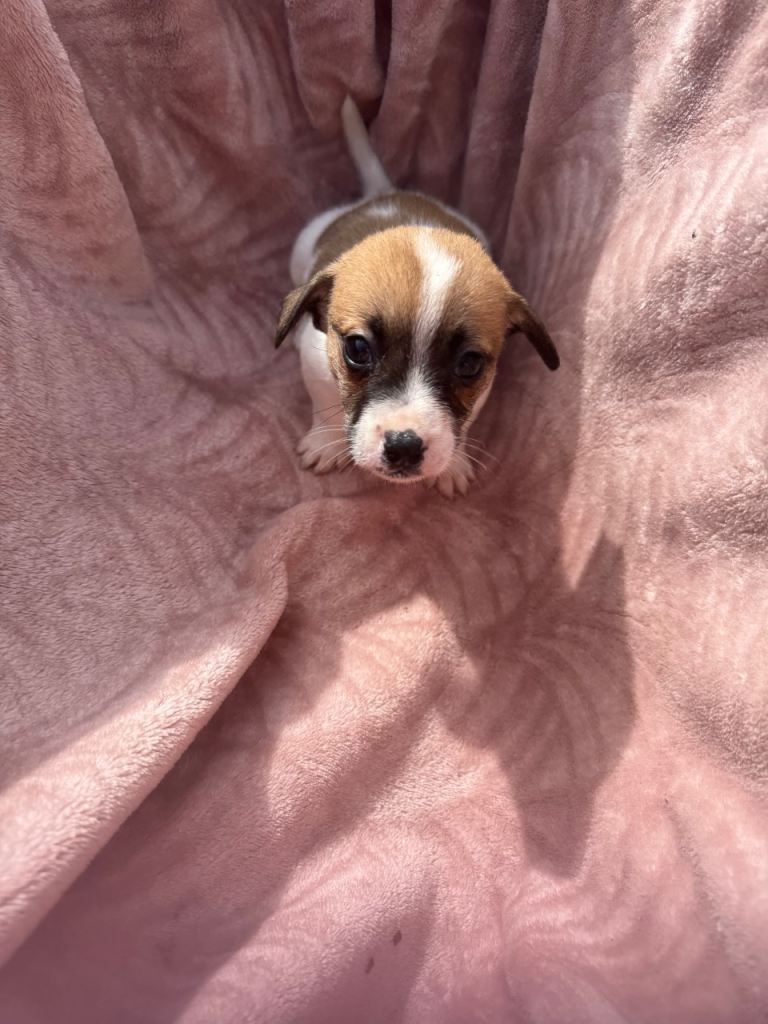 Jack Russell puppies 