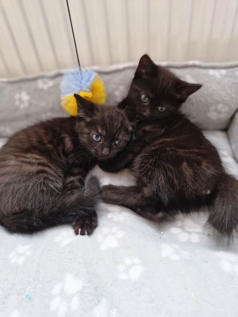 Kittens