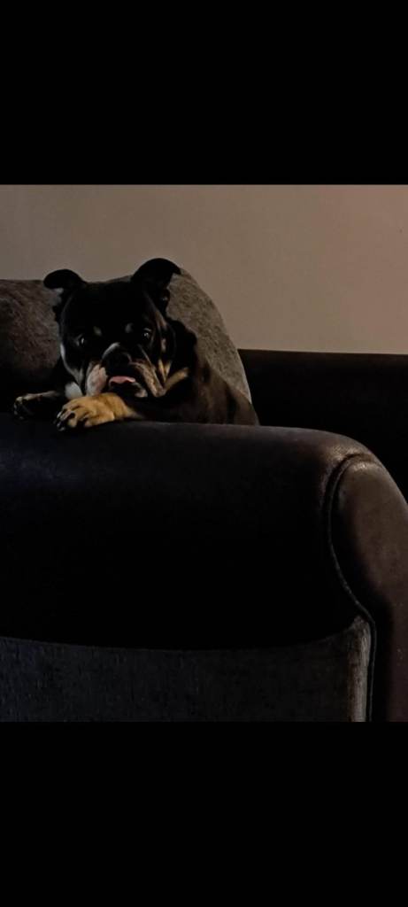 New english bulldog 