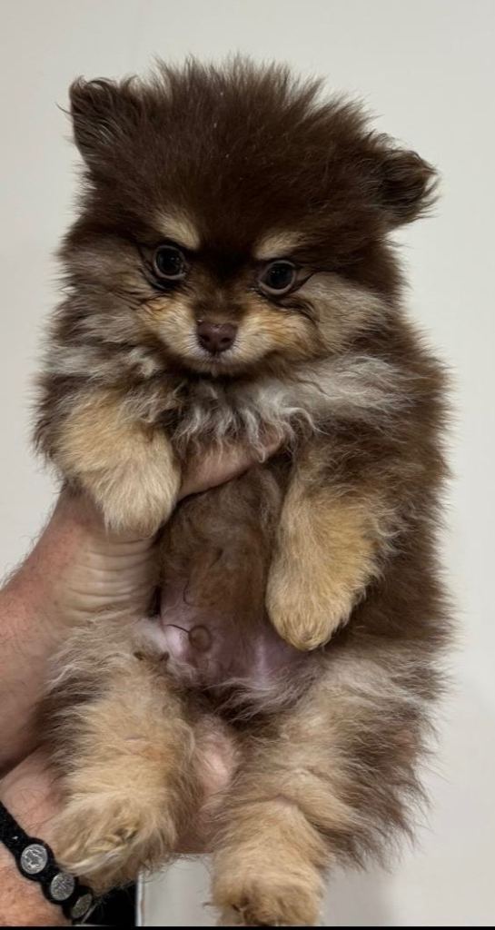 Pomeranian puppies