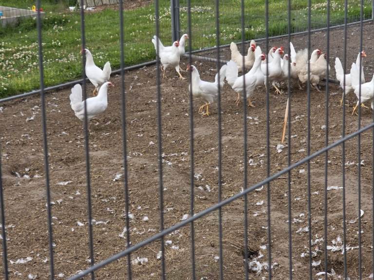 Leghorns, hylines hens and cockerels 