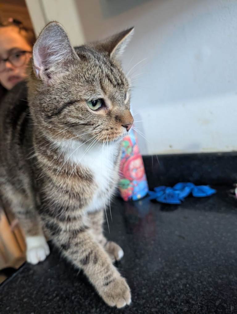 Sister and brother cats 1 year old.
