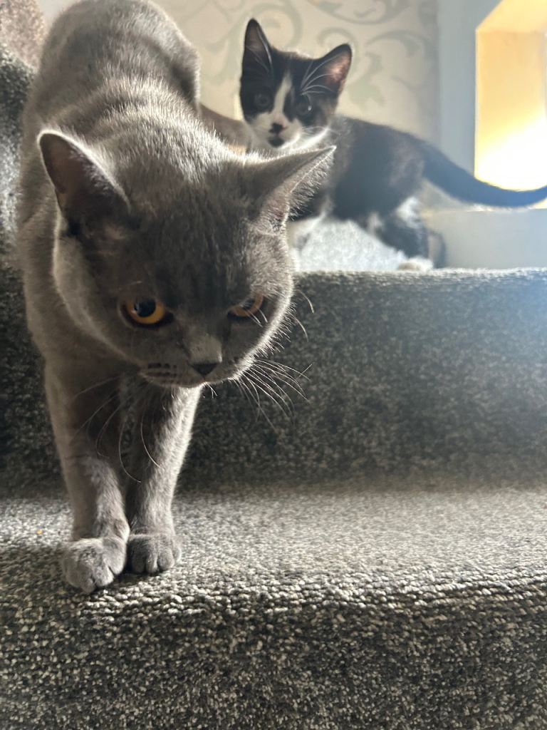 Mixed british shorthair kitten 